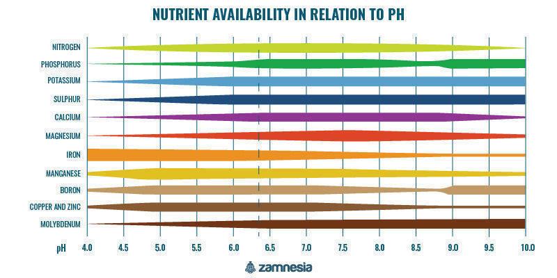 5 Key Factors Influencing Cannabis Nutrient Availability - Zamnesia